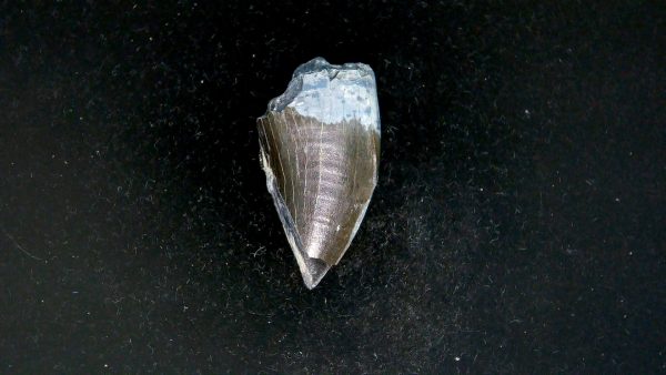 Tyrannosauroid Cretaceous Partial Dinosaur Tooth #7 - Image 5