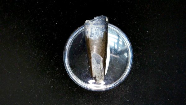Tyrannosauroid Cretaceous Partial Dinosaur Tooth #7 - Image 4