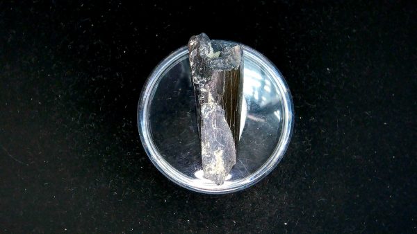 Tyrannosauroid Cretaceous Partial Dinosaur Tooth #7 - Image 3