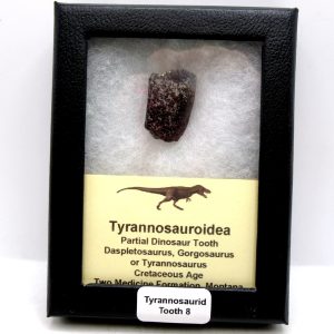 Tyrannosauroid Cretaceous Partial Dinosaur Tooth #8