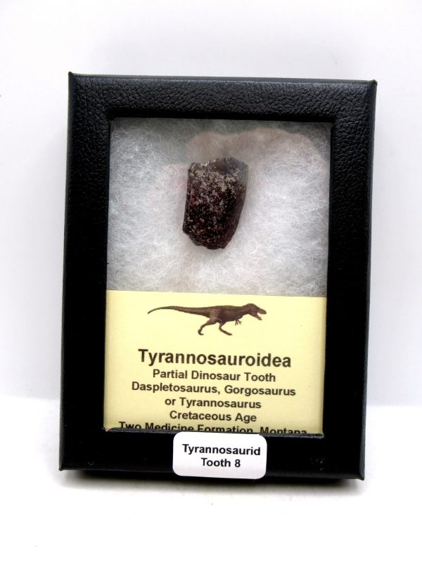 Tyrannosauroid Cretaceous Partial Dinosaur Tooth #8