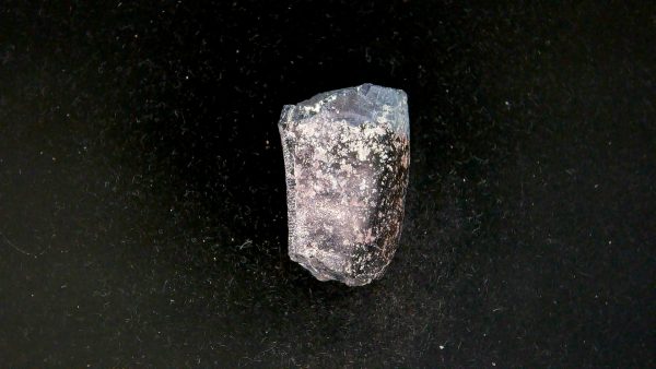 Tyrannosauroid Cretaceous Partial Dinosaur Tooth #8 - Image 2