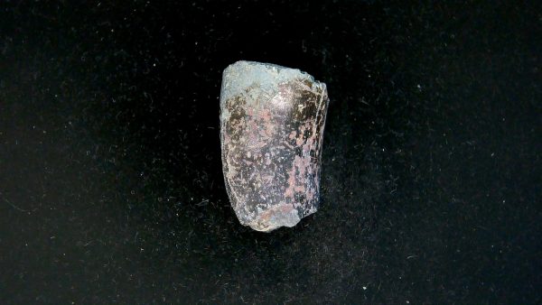 Tyrannosauroid Cretaceous Partial Dinosaur Tooth #8 - Image 4
