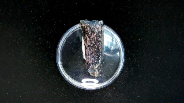 Tyrannosauroid Cretaceous Partial Dinosaur Tooth #8 - Image 3