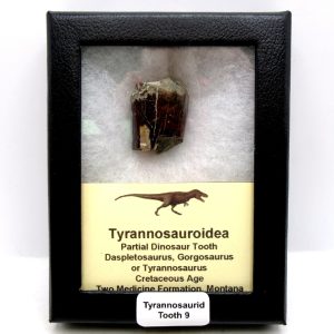 Tyrannosauroid Cretaceous Partial Dinosaur Tooth #9