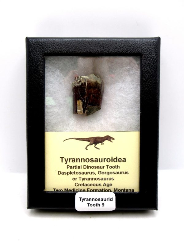 Tyrannosauroid Cretaceous Partial Dinosaur Tooth #9
