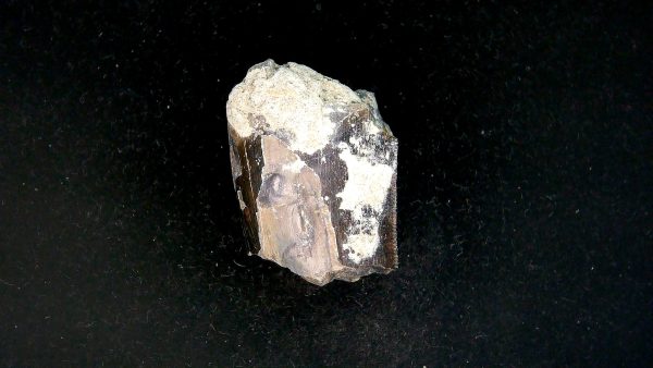 Tyrannosauroid Cretaceous Partial Dinosaur Tooth #9 - Image 2