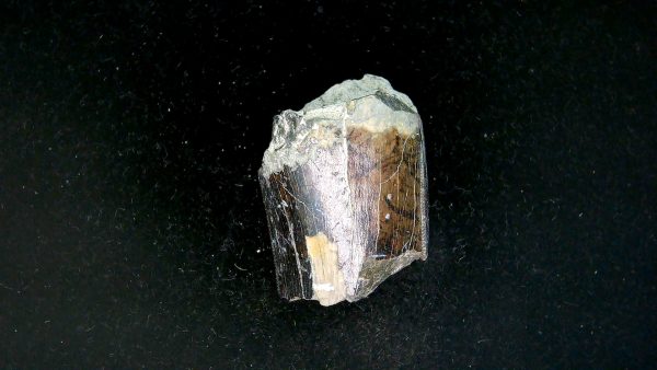 Tyrannosauroid Cretaceous Partial Dinosaur Tooth #9 - Image 5
