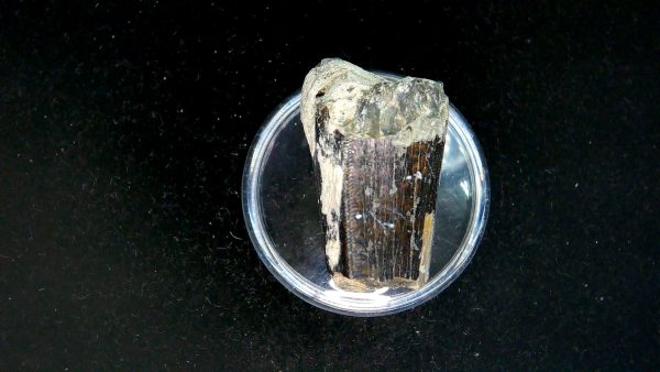 Tyrannosauroid Cretaceous Partial Dinosaur Tooth #9 - Image 4