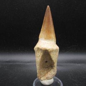 Prognathodon anceps Mosasaurus Tooth #11