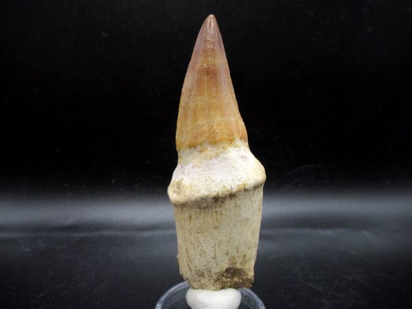 Prognathodon anceps Mosasaurus Tooth #11 - Image 5