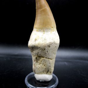 Prognathodon anceps Mosasaurus Tooth #12