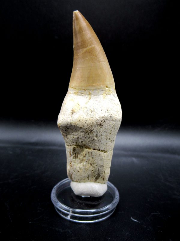 Prognathodon anceps Mosasaurus Tooth #12