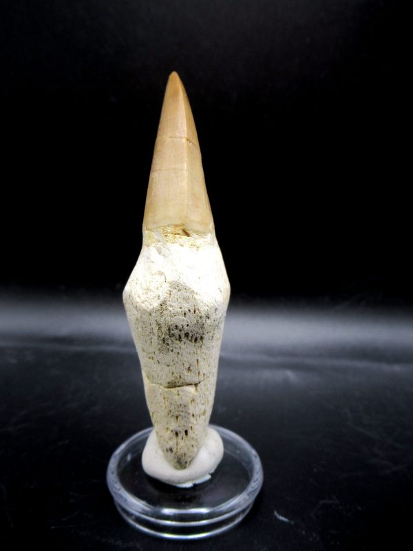 Prognathodon anceps Mosasaurus Tooth #12 - Image 2