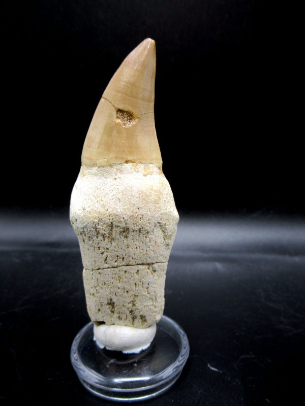 Prognathodon anceps Mosasaurus Tooth #12 - Image 5