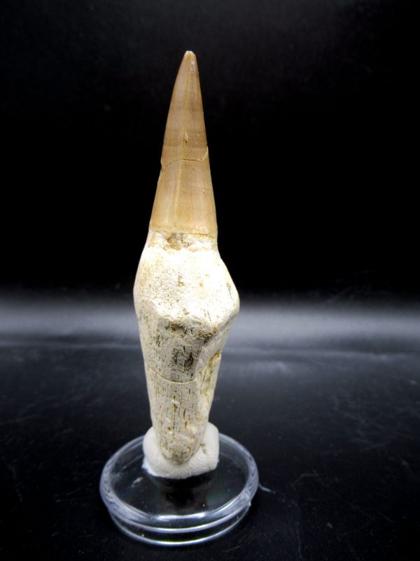Prognathodon anceps Mosasaurus Tooth #12 - Image 4