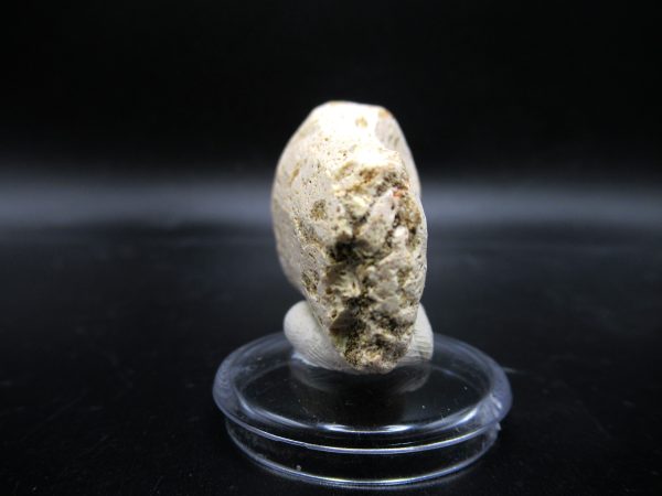 Prognathodon anceps Mosasaurus Tooth #12 - Image 3