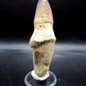Prognathodon anceps Mosasaurus Tooth #13