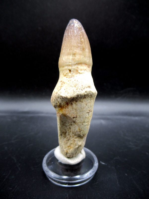 Prognathodon anceps Mosasaurus Tooth #13