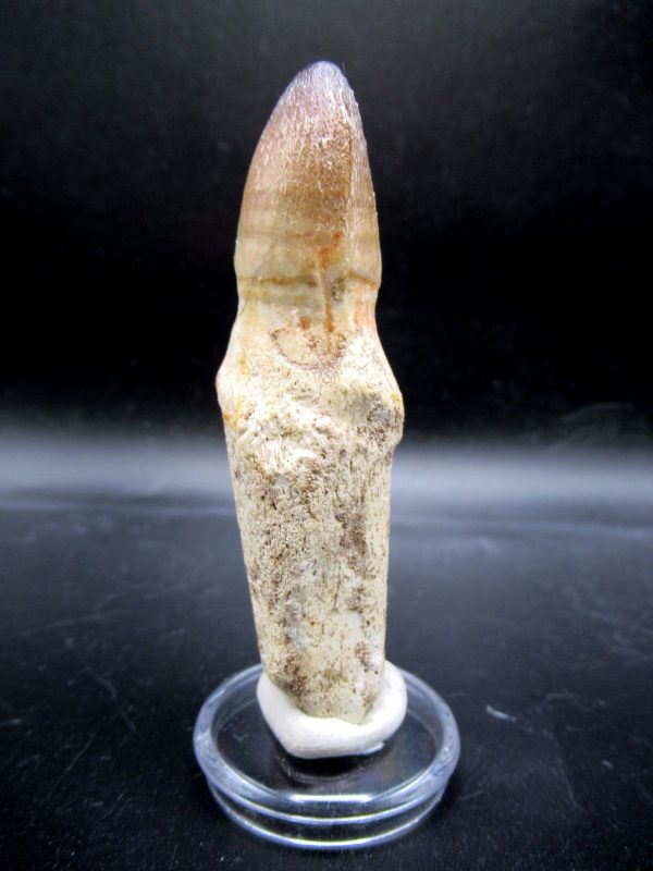 Prognathodon anceps Mosasaurus Tooth #13 - Image 5