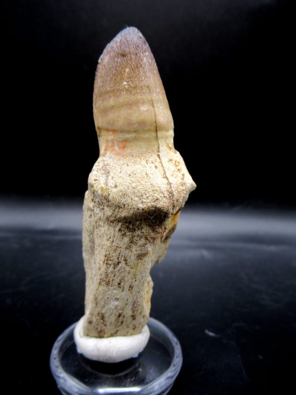 Prognathodon anceps Mosasaurus Tooth #13 - Image 4