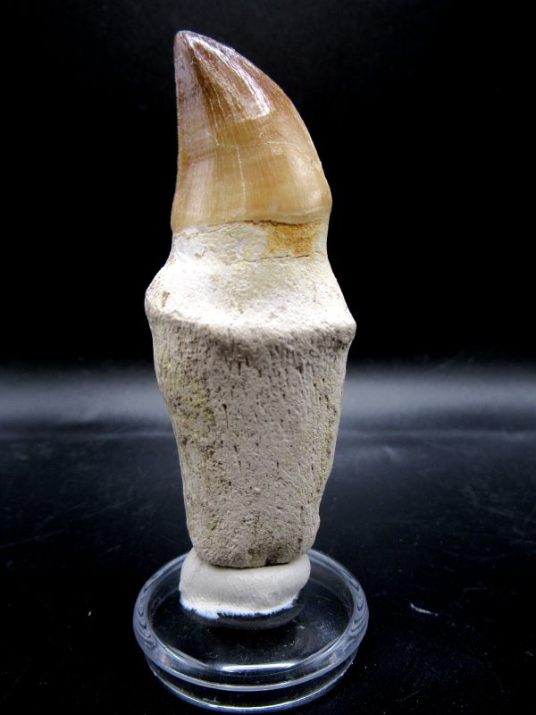 Prognathodon anceps Mosasaurus Tooth #14