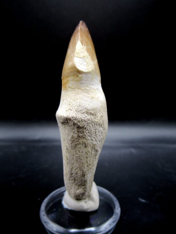 Prognathodon anceps Mosasaurus Tooth #14 - Image 2