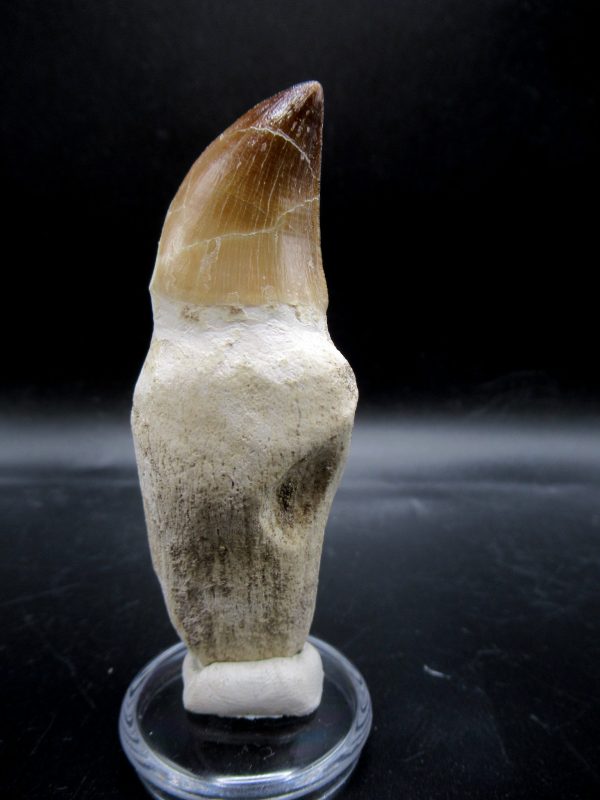 Prognathodon anceps Mosasaurus Tooth #14 - Image 5