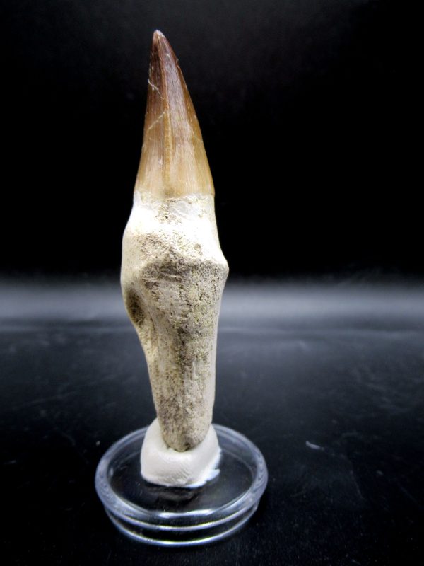 Prognathodon anceps Mosasaurus Tooth #14 - Image 4