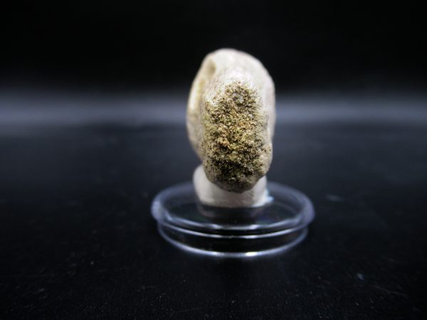Prognathodon anceps Mosasaurus Tooth #14 - Image 3