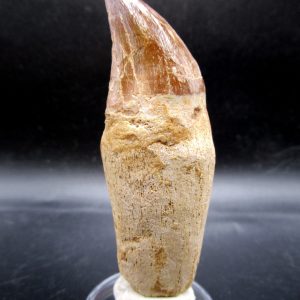 Prognathodon anceps Mosasaurus Tooth #15