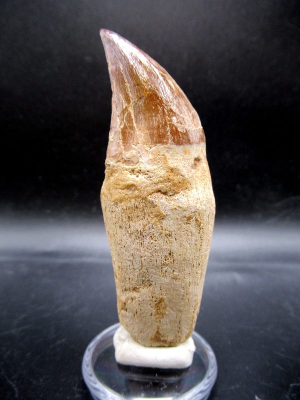 Prognathodon anceps Mosasaurus Tooth #15