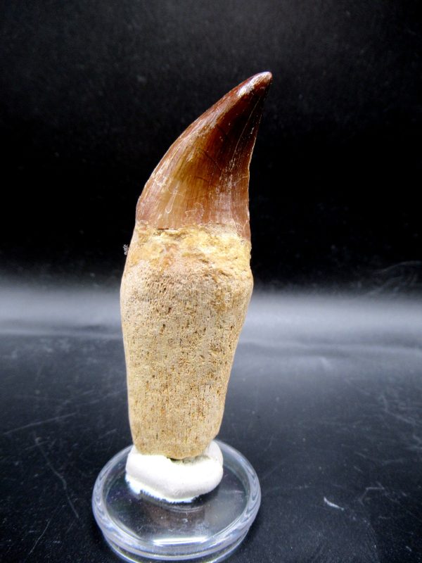 Prognathodon anceps Mosasaurus Tooth #15 - Image 5