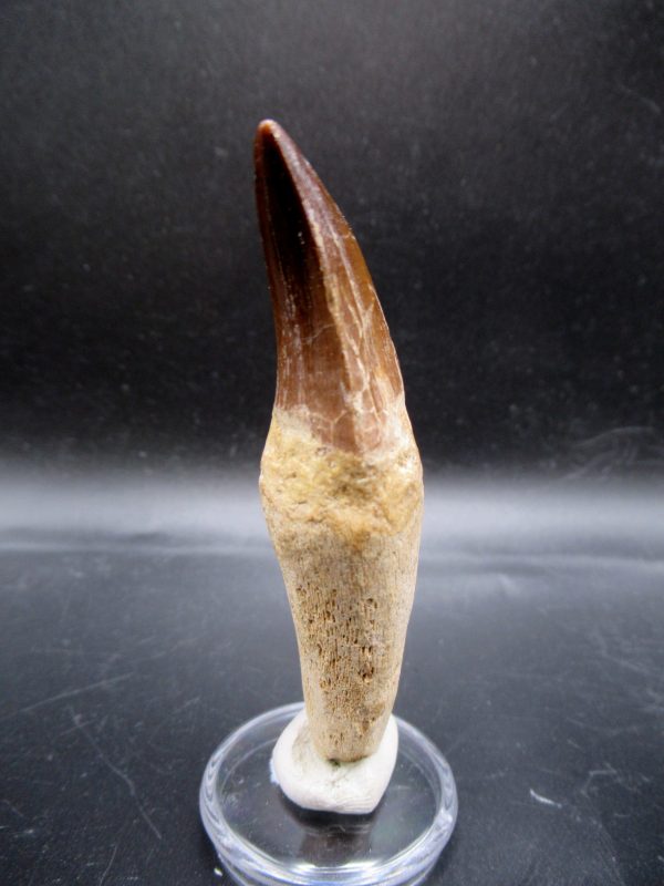 Prognathodon anceps Mosasaurus Tooth #15 - Image 4