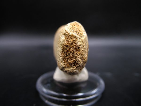 Prognathodon anceps Mosasaurus Tooth #15 - Image 3