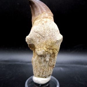Prognathodon anceps Mosasaurus Tooth #16