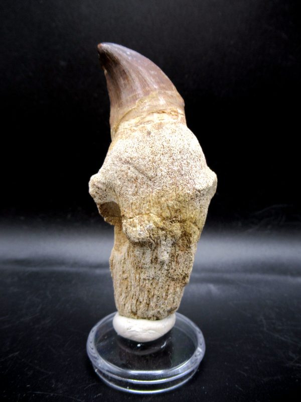 Prognathodon anceps Mosasaurus Tooth #16