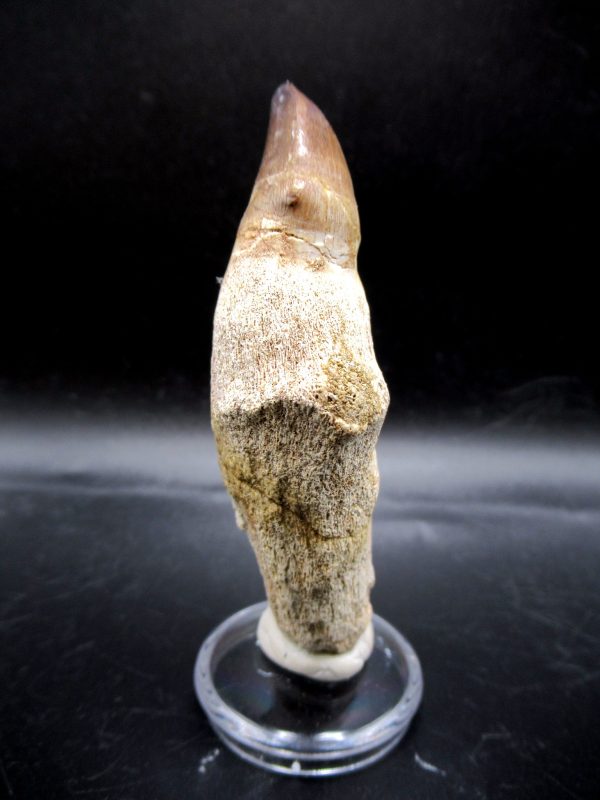 Prognathodon anceps Mosasaurus Tooth #16 - Image 2