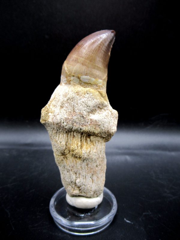 Prognathodon anceps Mosasaurus Tooth #16 - Image 5
