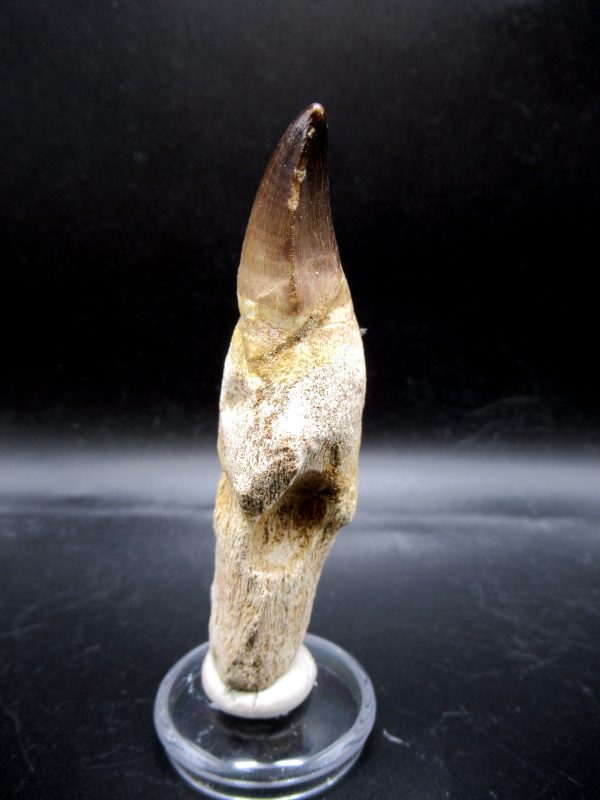 Prognathodon anceps Mosasaurus Tooth #16 - Image 4