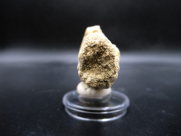 Prognathodon anceps Mosasaurus Tooth #16 - Image 3