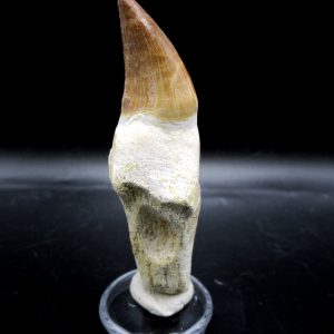 Prognathodon anceps Mosasaurus Tooth #17