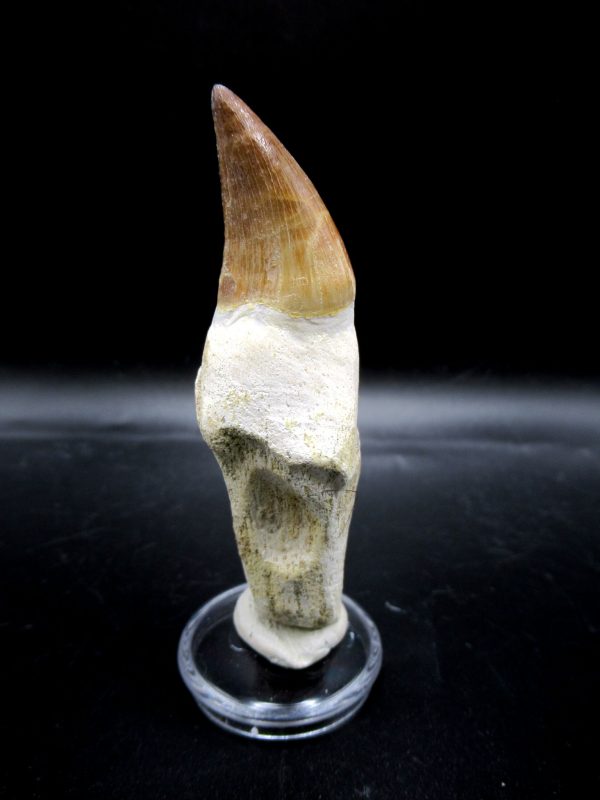 Prognathodon anceps Mosasaurus Tooth #17