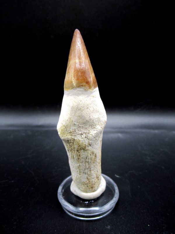 Prognathodon anceps Mosasaurus Tooth #17 - Image 2