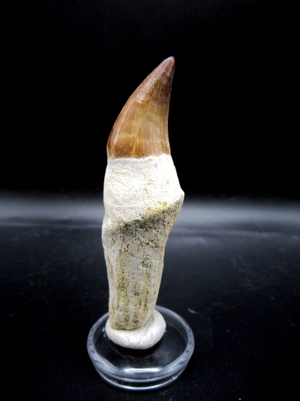 Prognathodon anceps Mosasaurus Tooth #17 - Image 5