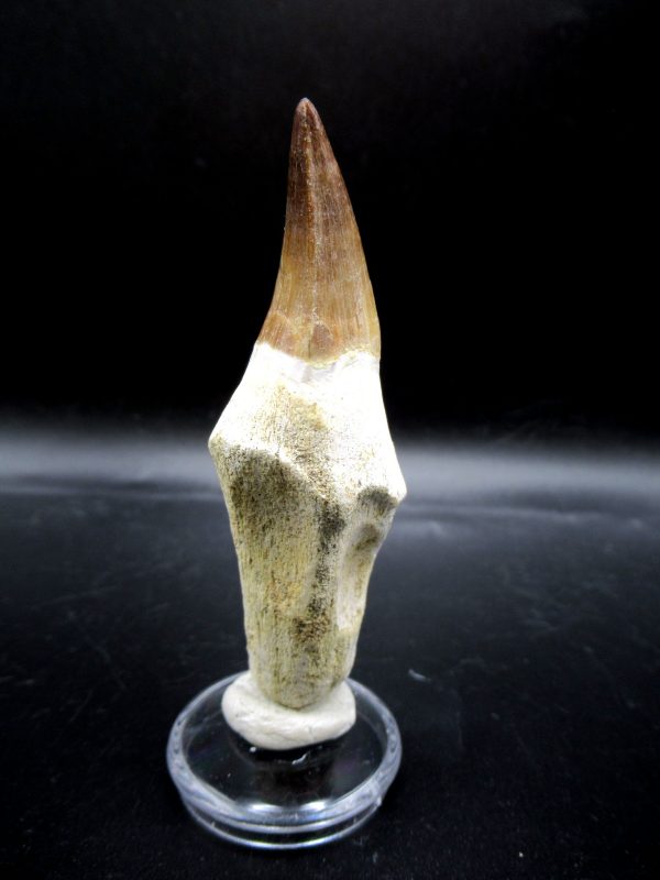 Prognathodon anceps Mosasaurus Tooth #17 - Image 4