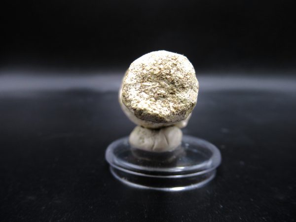 Prognathodon anceps Mosasaurus Tooth #17 - Image 3