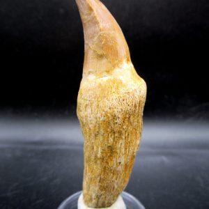 Prognathodon anceps Mosasaurus Tooth #18