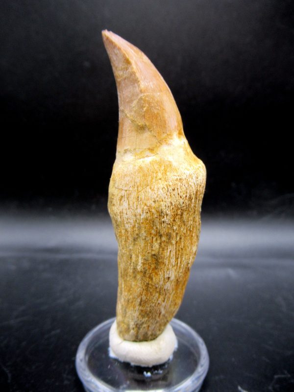 Prognathodon anceps Mosasaurus Tooth #18