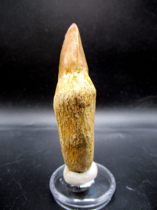 Prognathodon anceps Mosasaurus Tooth #18 - Image 2